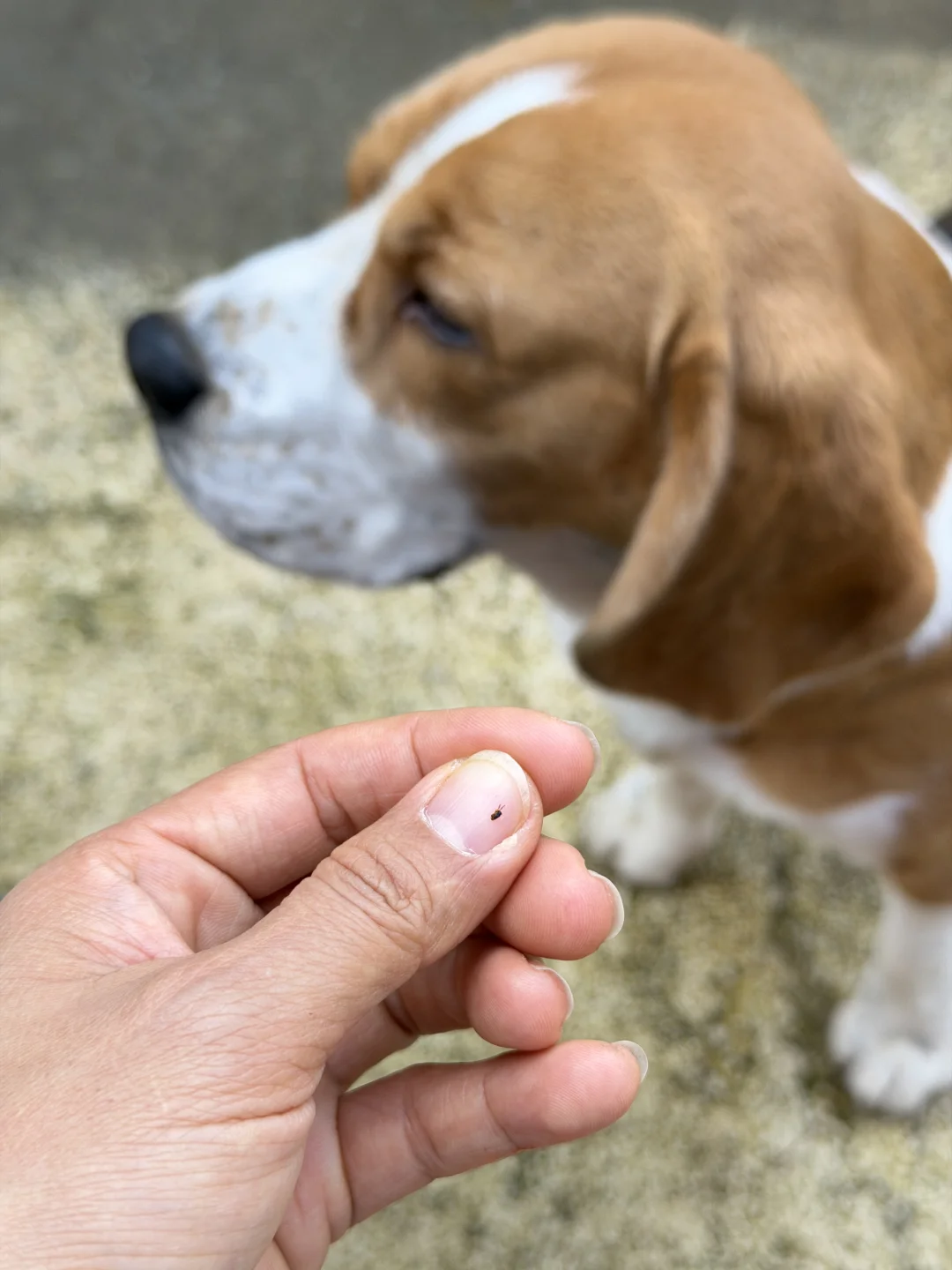 小比回村第二天领到了跳蚤套餐