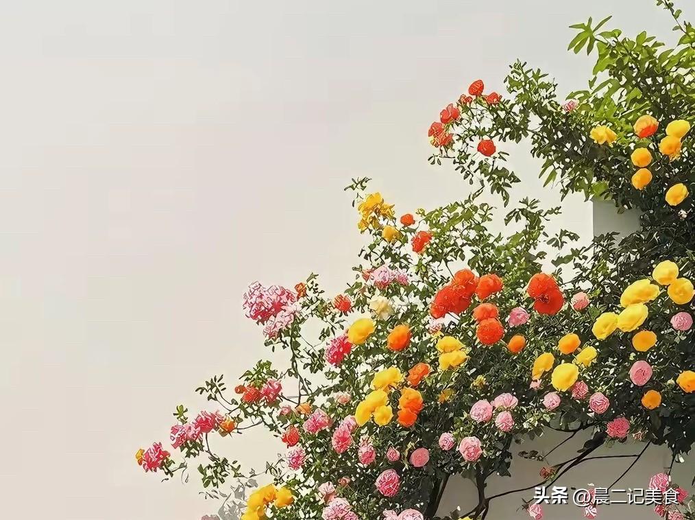 快来看看我新换的主页背景吧