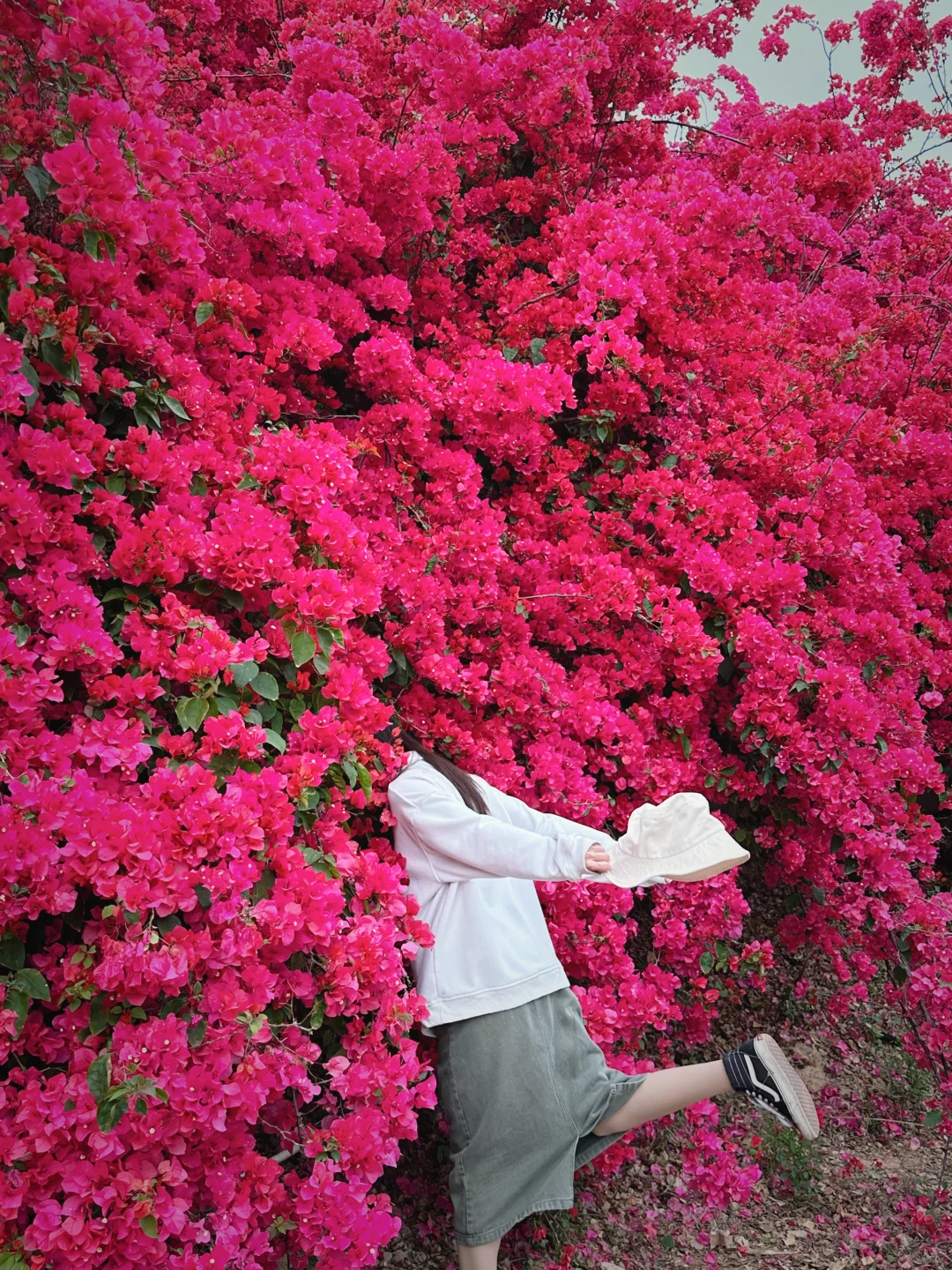 一头扎进春天里🩷惠州的三角梅开花啦❗️