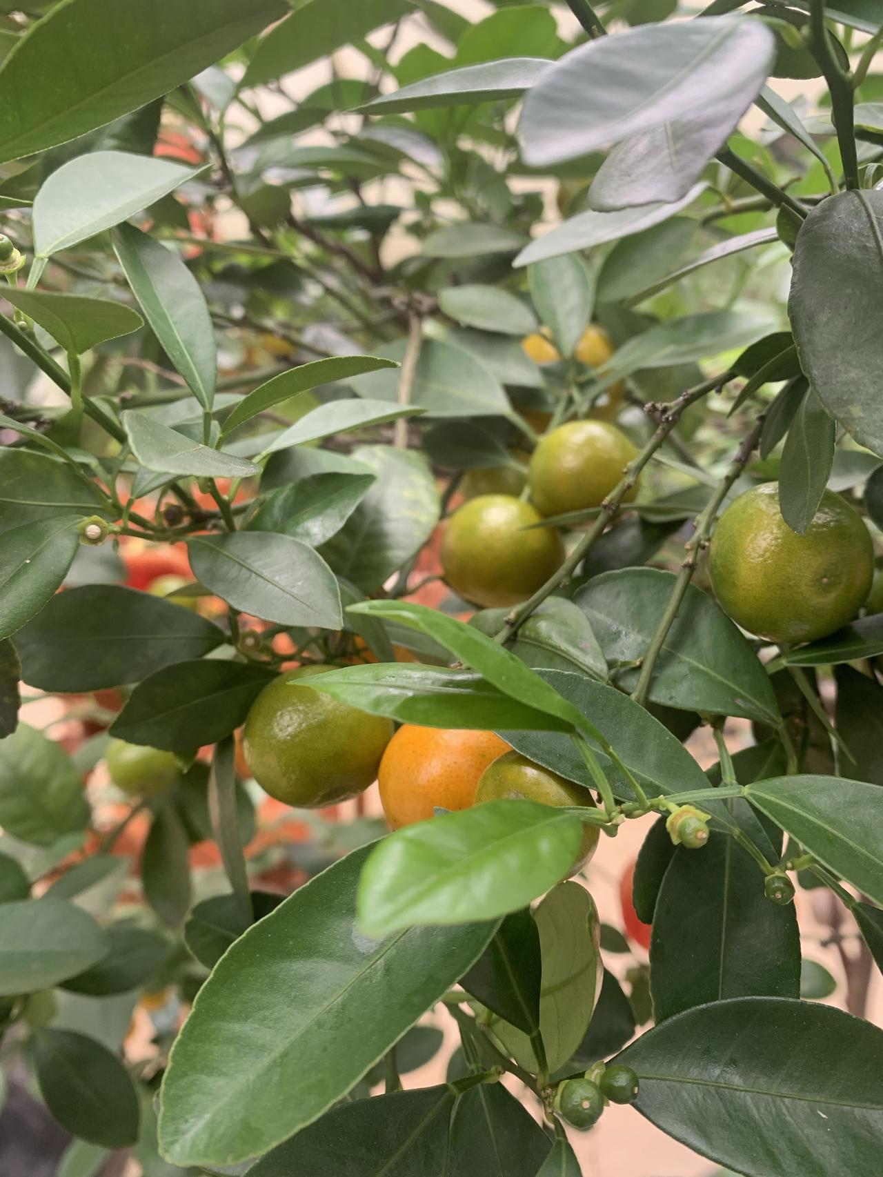 小院里的果实挂满枝头，不去採摘，看着它们长大、成熟、跌落，不用嘴去品尝，只用眼和