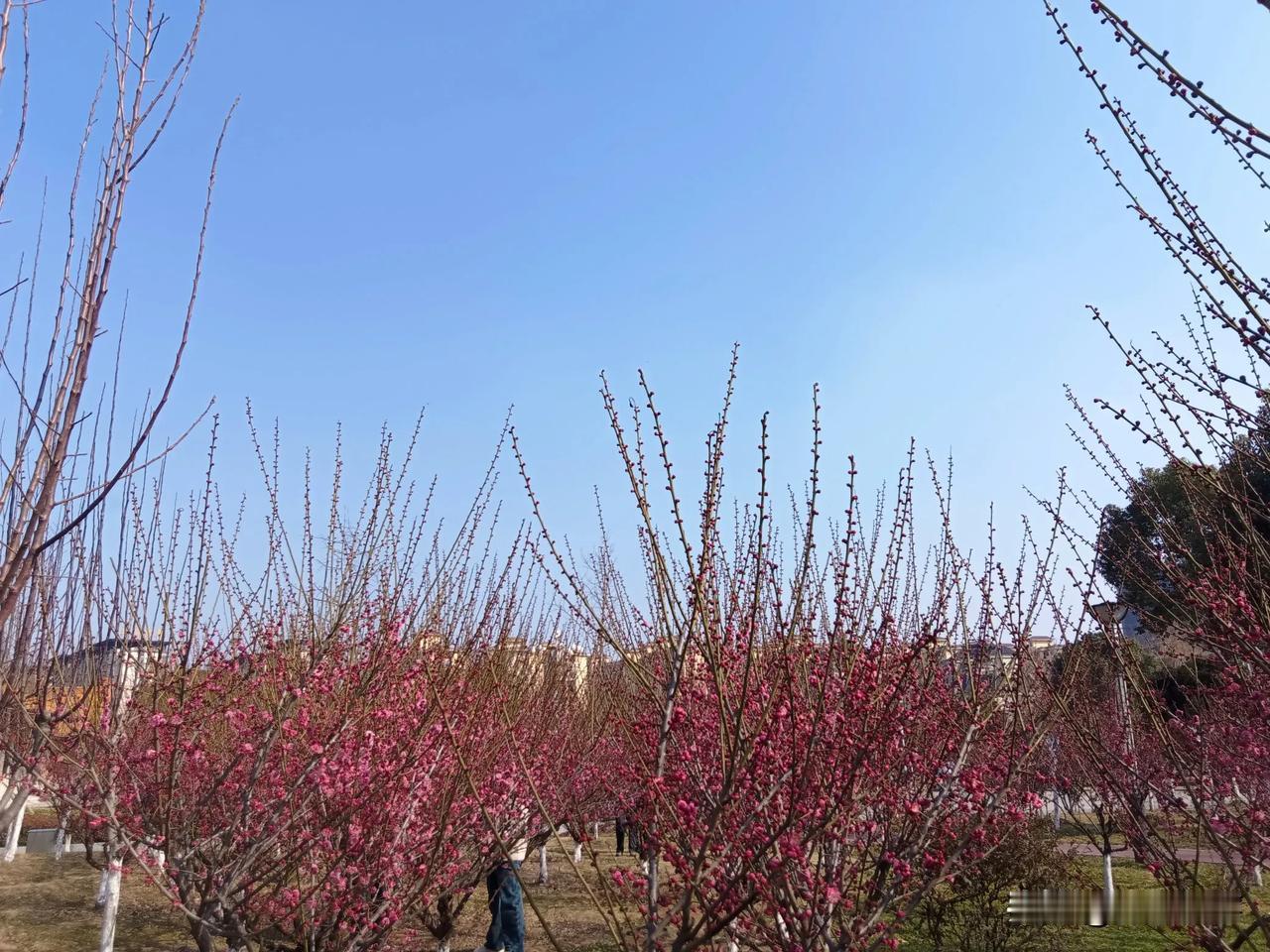 昨天周六，老公要求儿子出去理发。
的确，儿子的头发还是年前理的，现在已经乱糟糟的