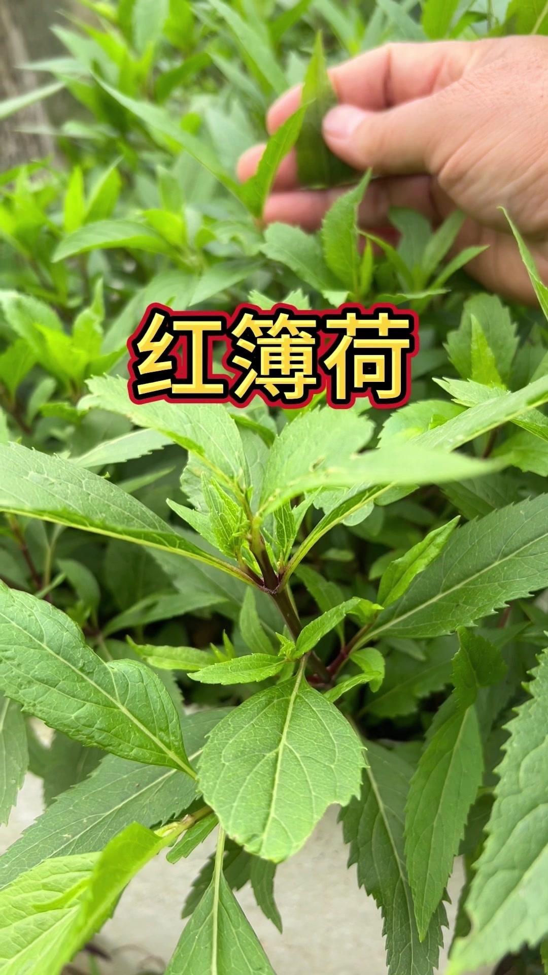 🔥农村超少见！这株红薄荷你认识吗？🌱在老家见过这个叫“红薄荷”的草本！它是一