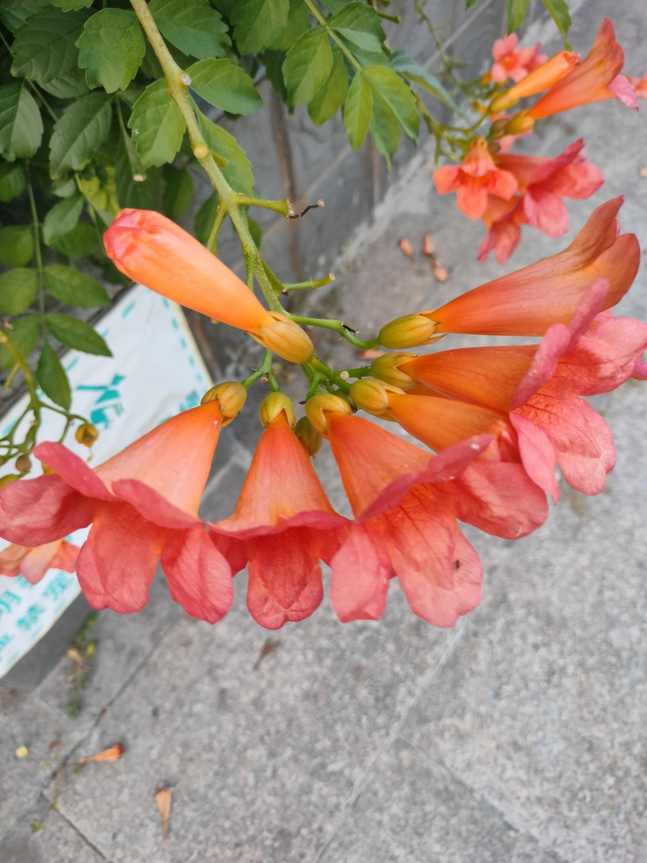 什么样的花儿开的最美?在这个初秋的季节，蔷薇花依然开的很娇艳。