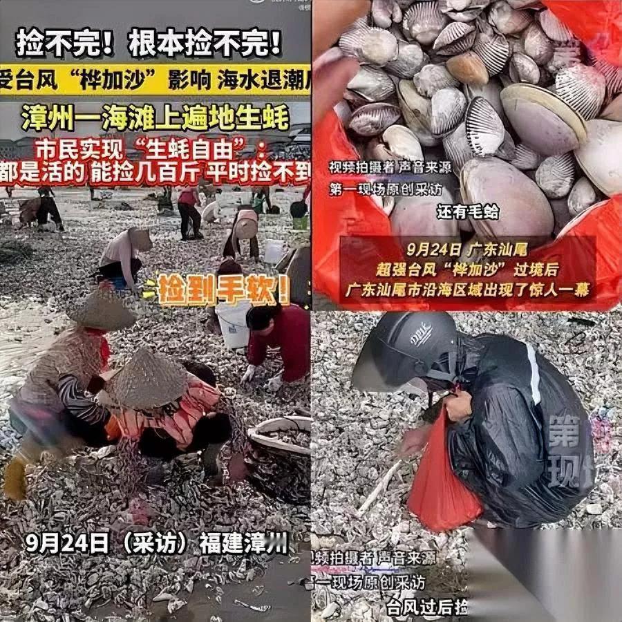 广东人又“赚”了？

台风“桦加沙”刚走，

汕尾海边直接“掉海鲜”了！

退潮