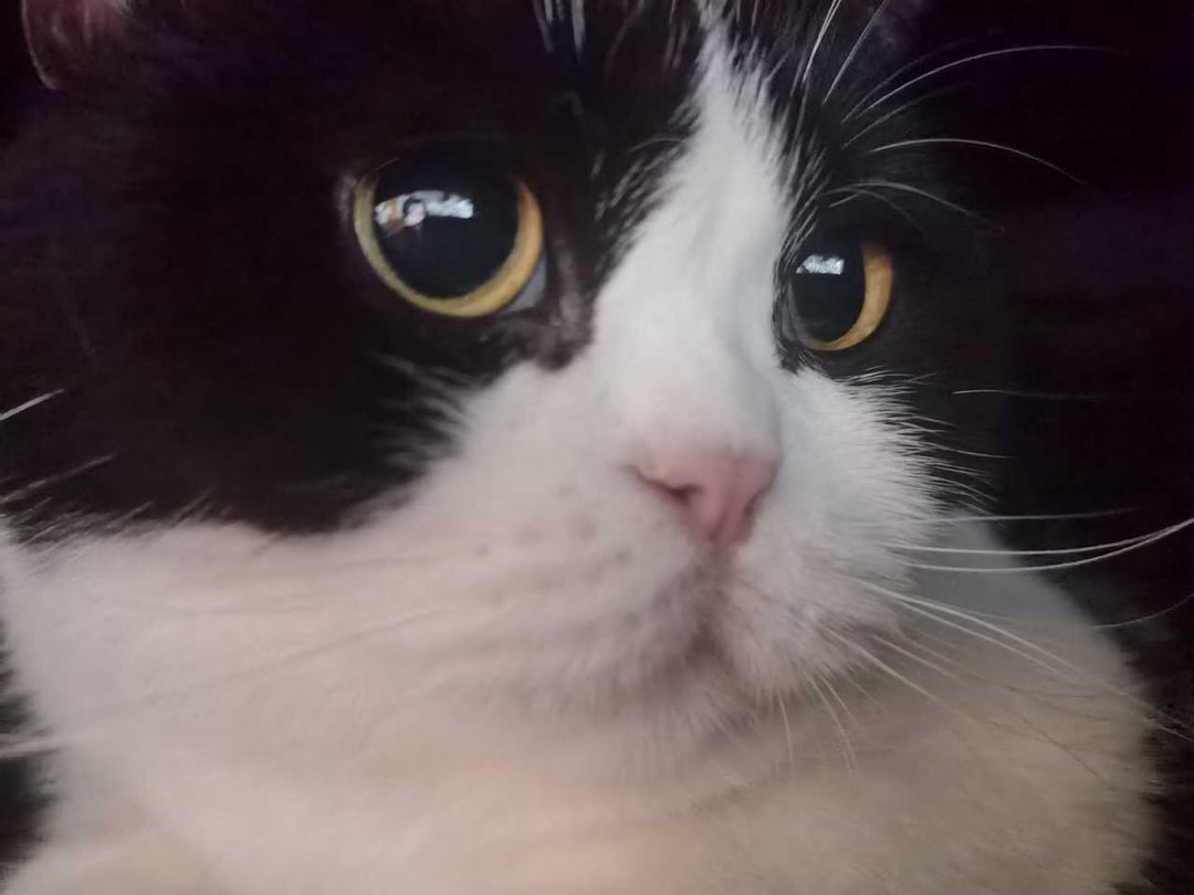 我不会再当好小猫。daily奶牛猫 （投稿：） 