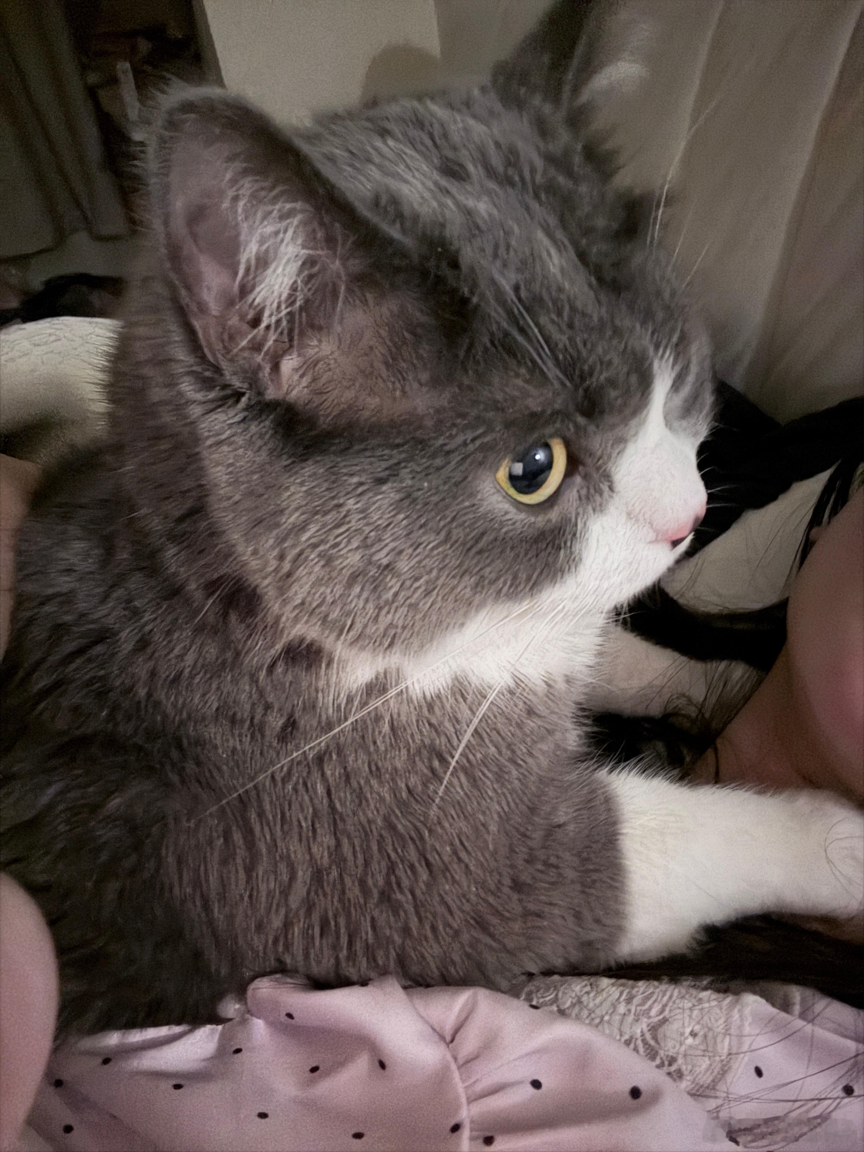 幸福哒幸福哒有点…喘不过气[警探奶牛猫] 