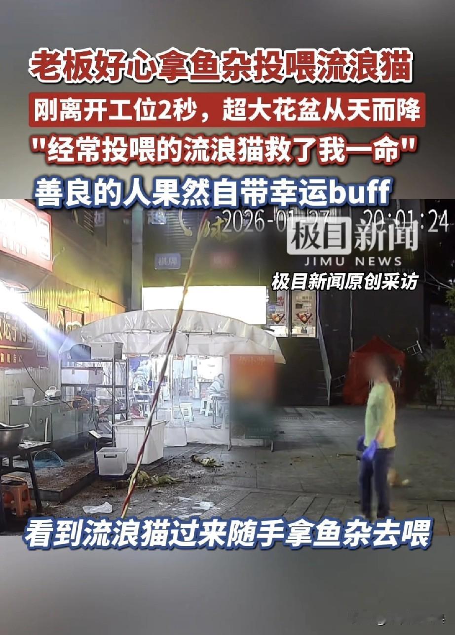 他的善良救了自己一命，一位夜市小吃店的老板，平时总爱用店里的鱼杂喂流浪猫。
昨天