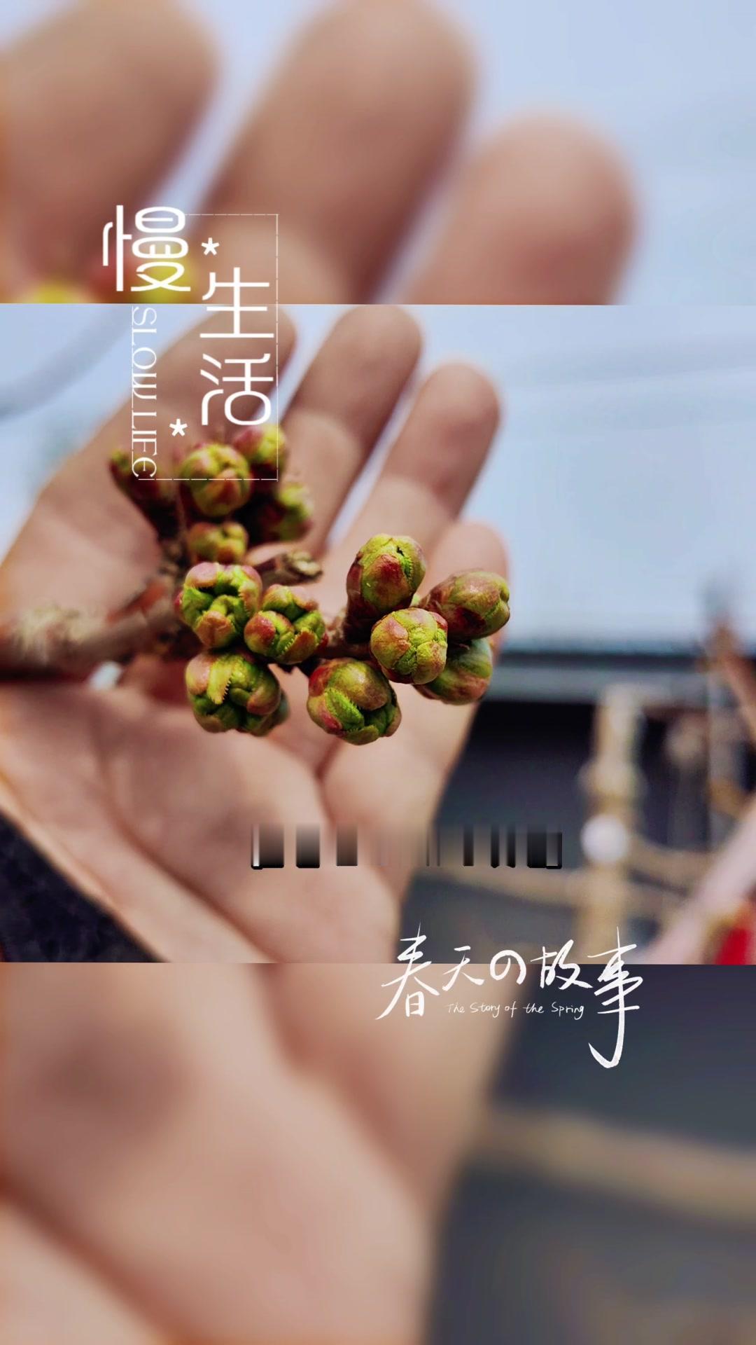 🍒樱桃露白期、初花期最怕倒春寒，-1.5℃和-2℃就可能冻伤花器，直接减产绝收