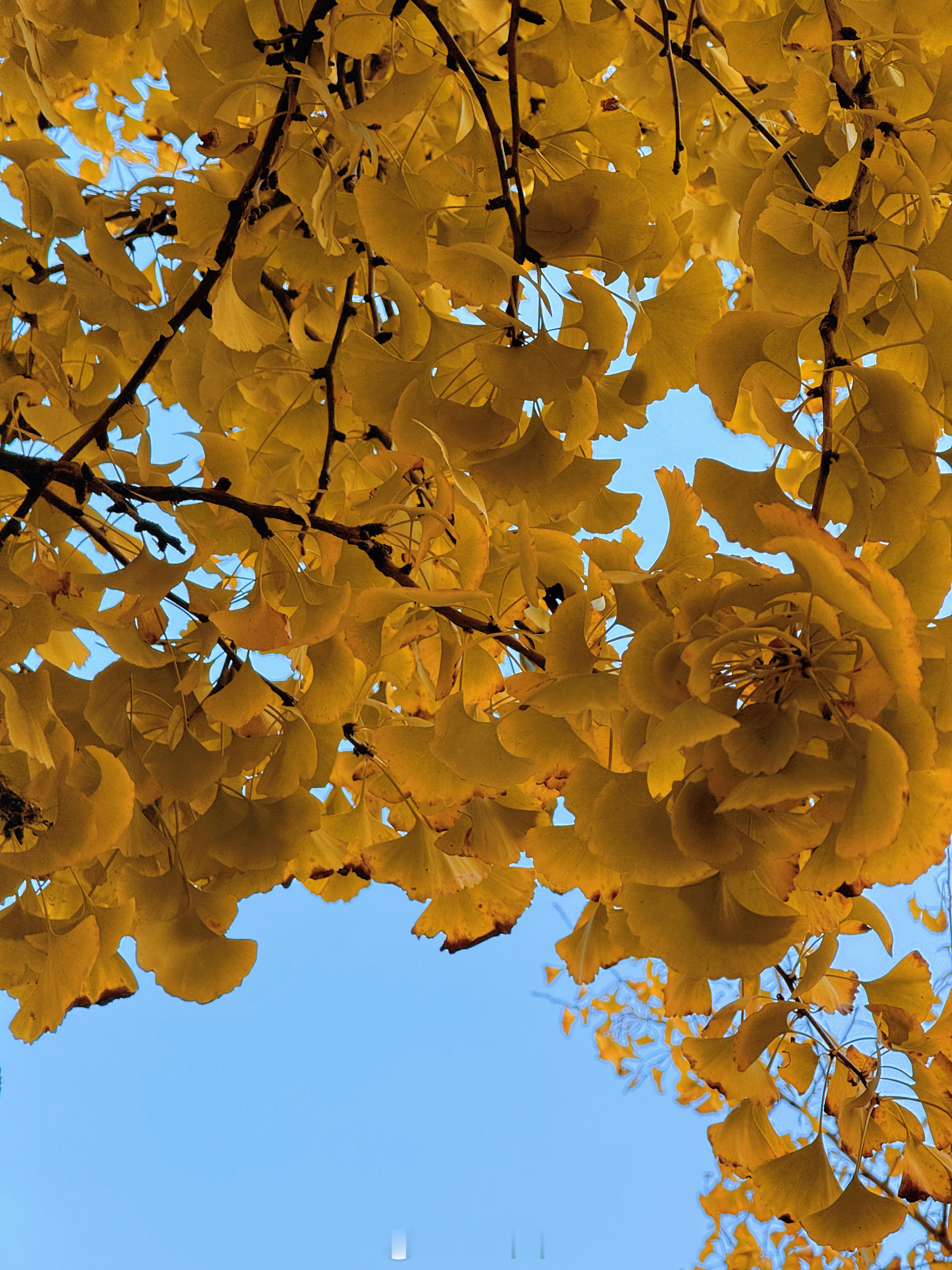 生命力是生存欲、打扮欲、分享欲…周末愉快🤍🍂 