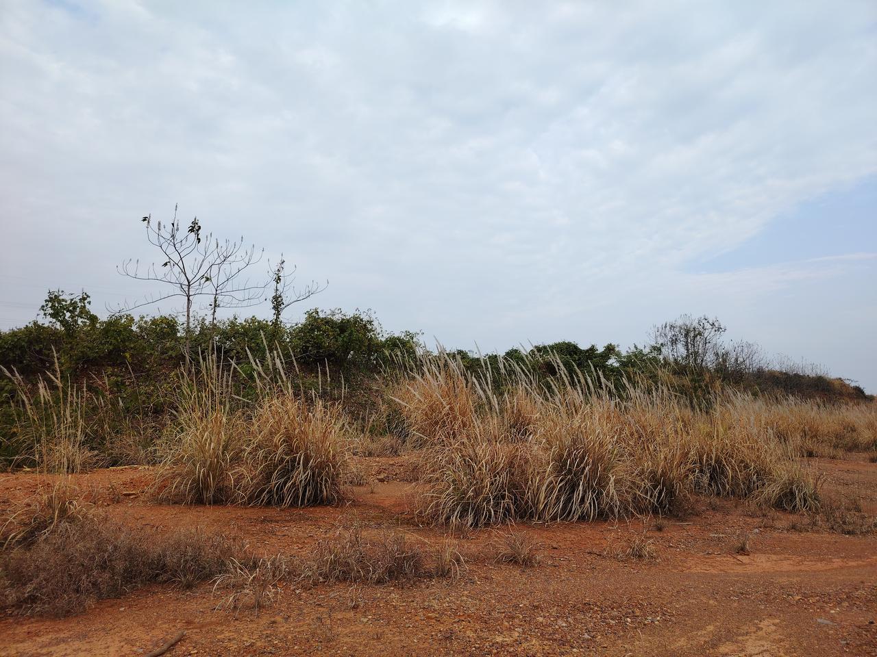 分享一张秋色的美景深秋草叶黄！
