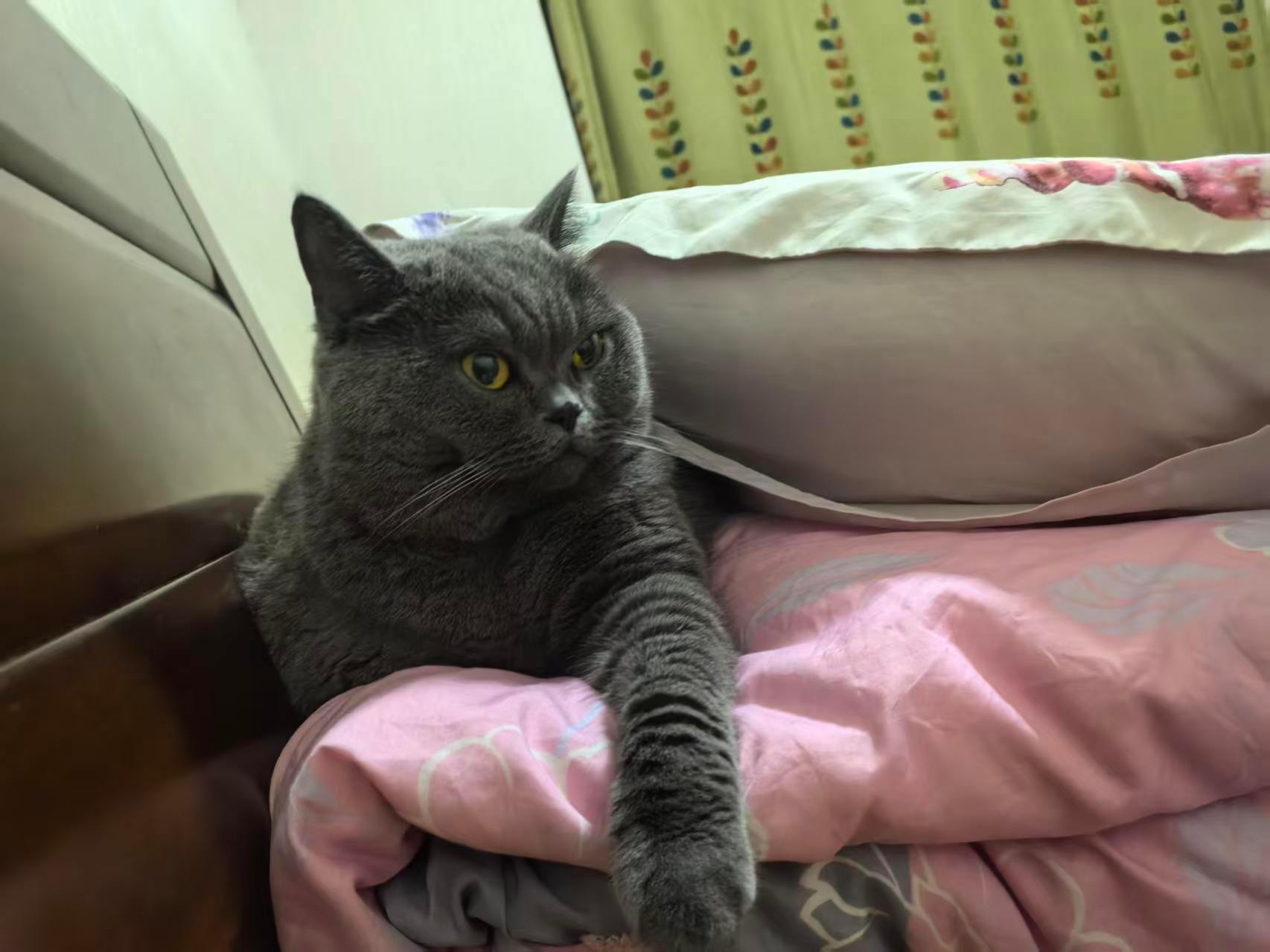每次看到流浪的小猫咪就会想，如果没有把他们带回家会怎么样 ​​​