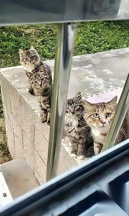 别喂！

真的别喂！

上周心软丢了两根猫条，现在全家四口把我当移动食堂：母猫蹲