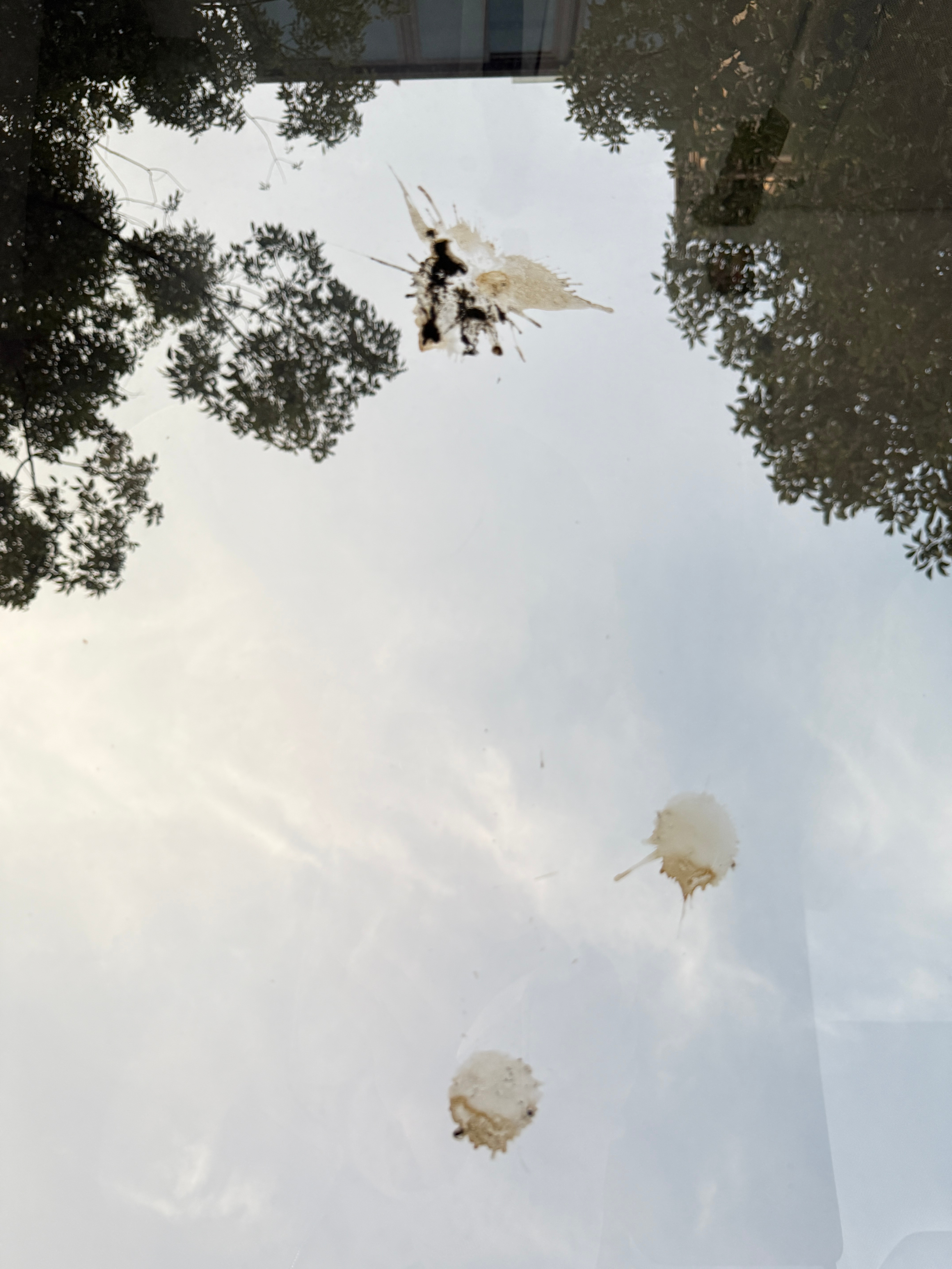 玻璃全景天窗，还有个缺点：就是能看到车顶的鸟屎