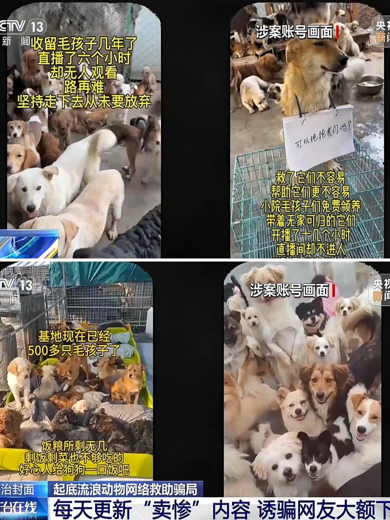 央视曝光的流浪狗救助骗局，刷新了网络敛财的无耻底线，看后实在让人既愤怒又心寒，以