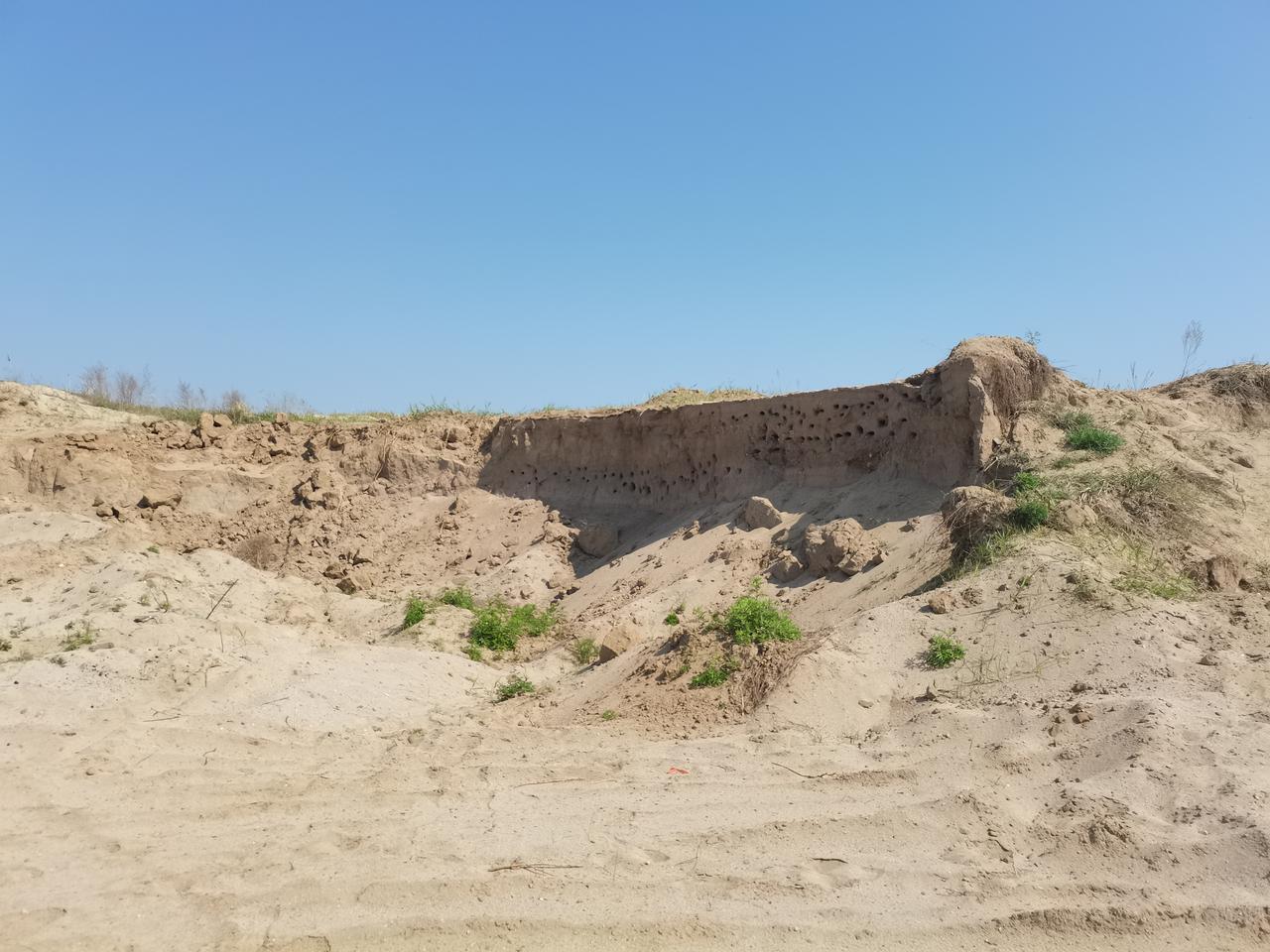 沙燕奇观
在邢台大沙河桥下
有河道留下的沙坑
坑沿上有一片沙洞
其实是一种燕子的