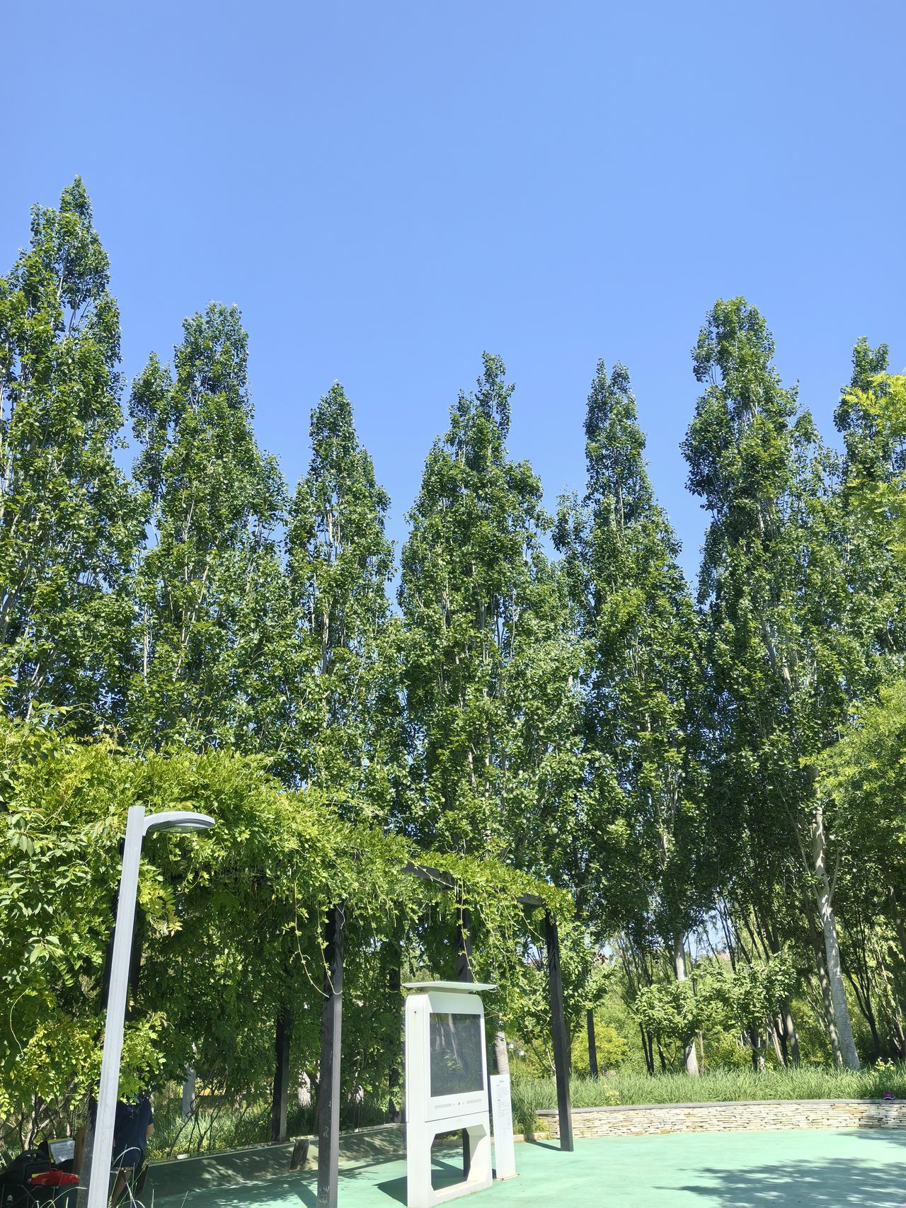 刚才在公园打羽毛球🏸看到天空的航班随笔写了这首诗：
树下挥拍正交战，银鹰划破在