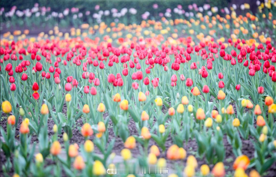 #重庆园博园春色正好#【5万余株郁金香花开正好，重庆园博园邀你赴春日之约~】阳春