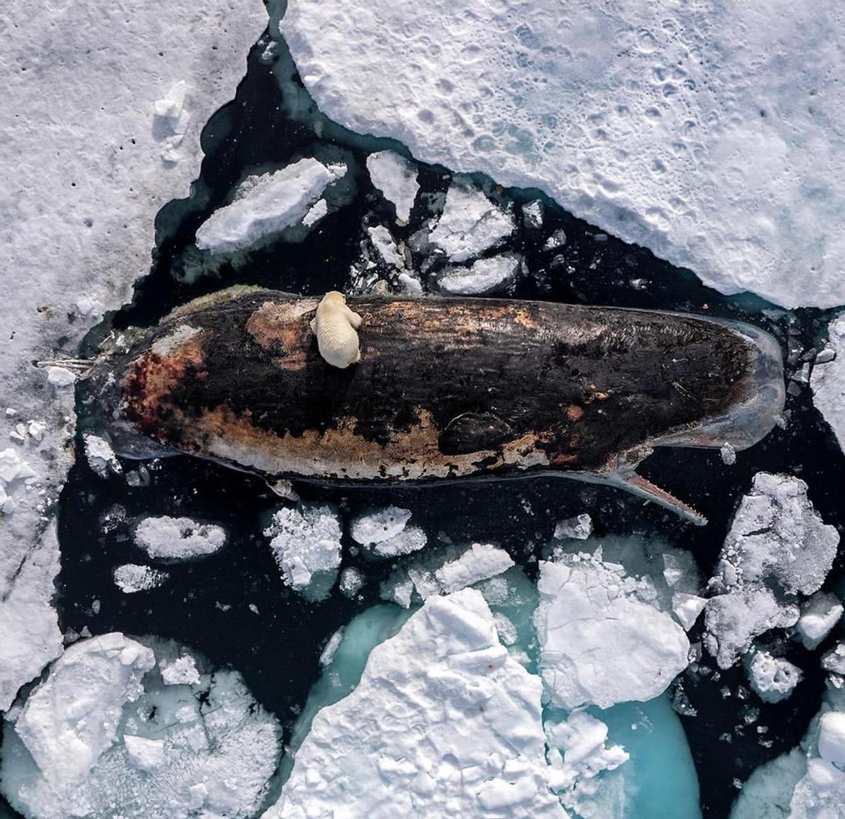 谁敢信，海边捡到一坨“臭便便”竟然能换套海景房？
这种比黄金还贵的龙涎香，其实就