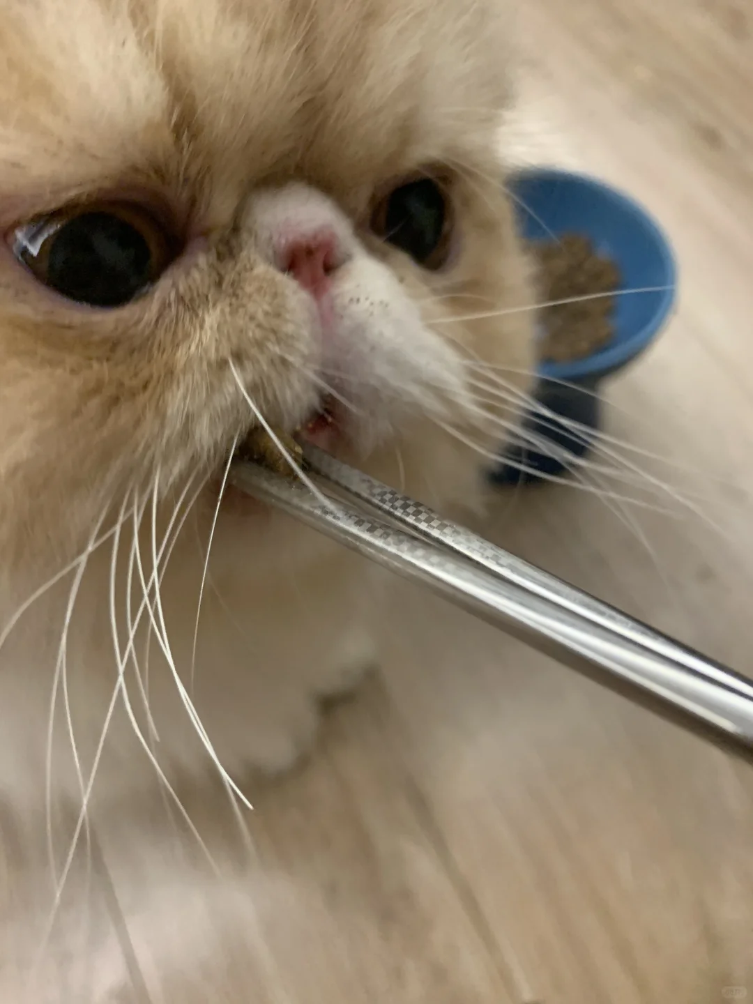 卡哇伊伊伊