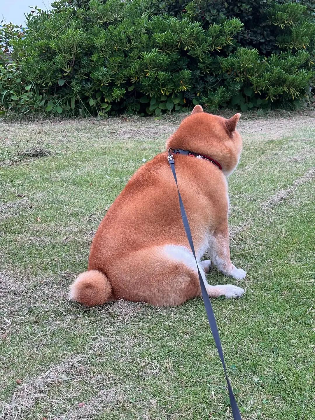 这雄壮的背影