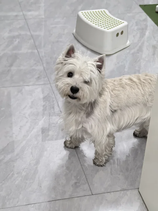 小狗基础，发型就不基础