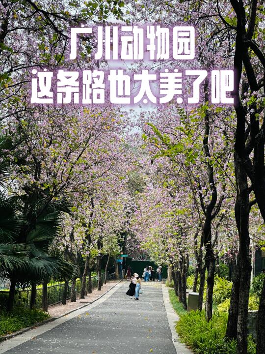 这条路美的太像画了～📷