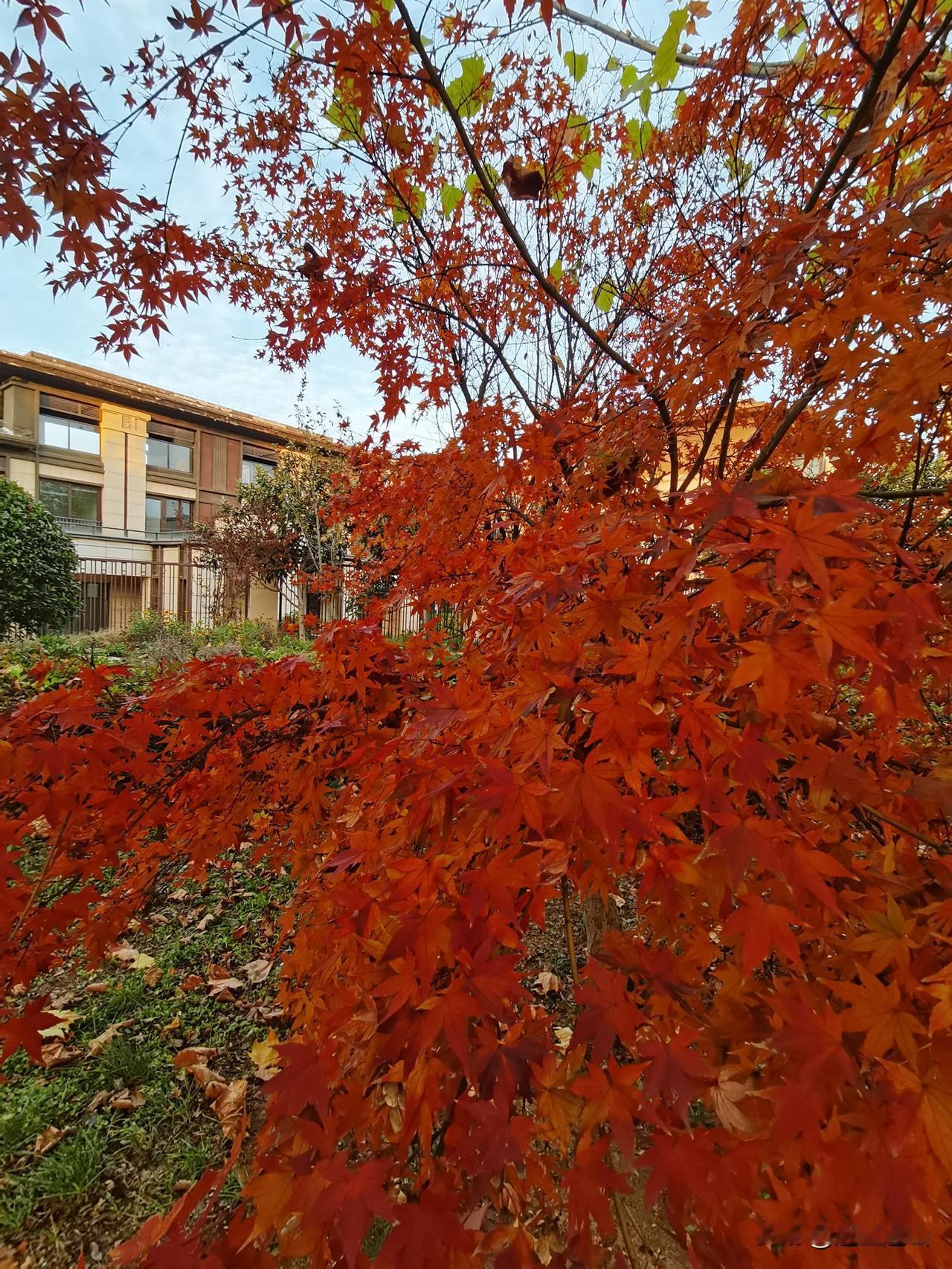 隐藏在红枫树林里的别墅，一天到晚鸟鸣不止，蓝天里的白云慢悠悠飘过，空气中的花香阵