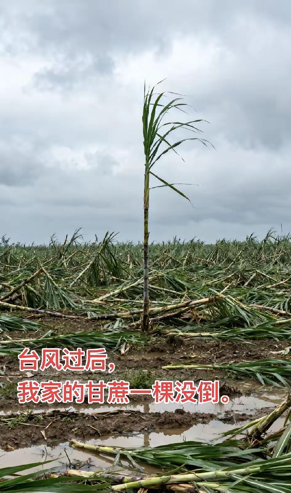 台风过后，我家的甘蔗一棵没倒!这一句话说的是真的好，幽默诙谐而不失智慧。