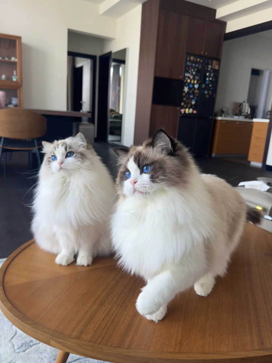 真脸盲测试🐱猜猜图中一共有多少只布偶✔️