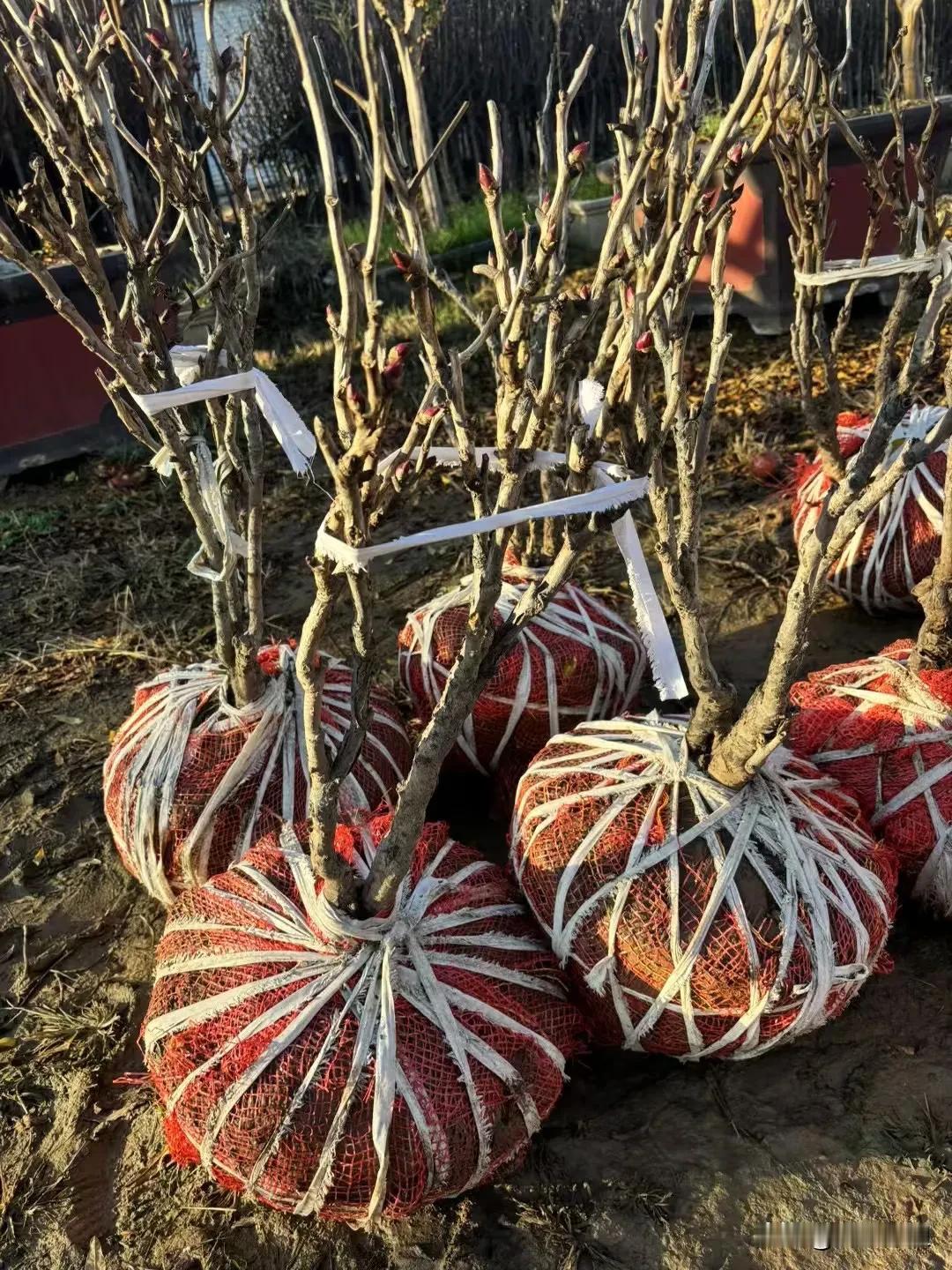 冬日生活打卡季丛生花王牡丹