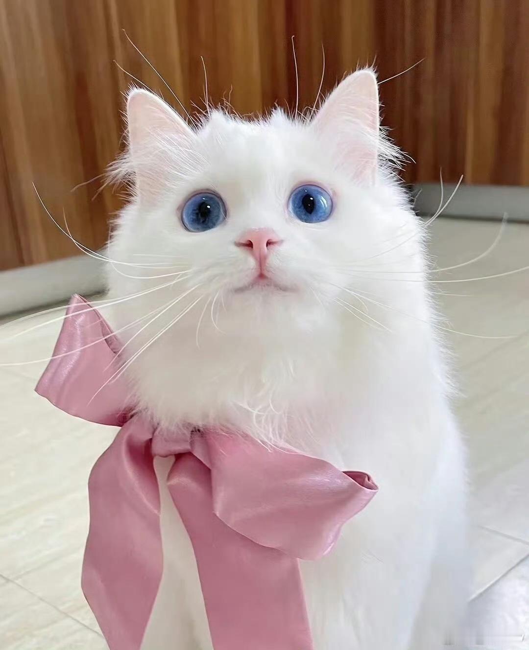 白猫在猫界是最丑的好漂亮的猫咪 ​​​