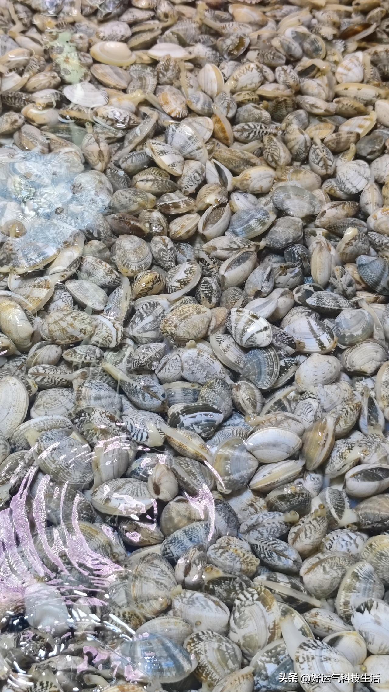 青岛人餐桌上的顶流海鲜，非嘎啦莫属
 
要说青岛老百姓日常离不开的海味，那必须是