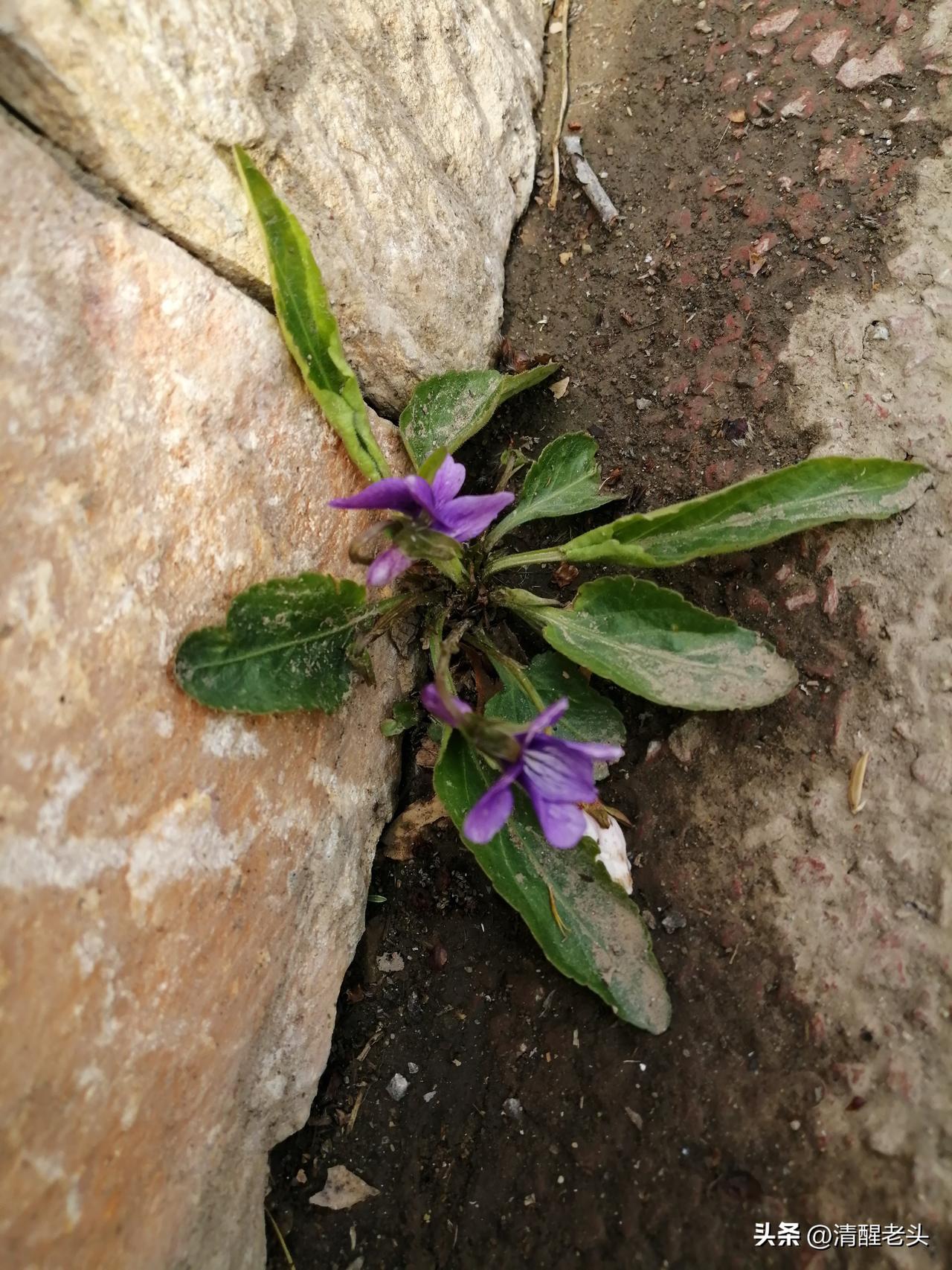 带孙女去打针，出门前豪言壮语说自己绝对不哭。
 
结果针刚扎进去就哭得惊天动地，