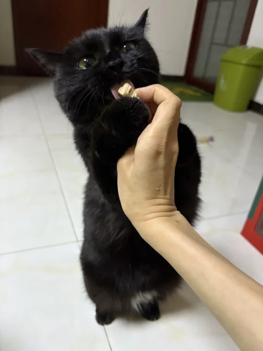 请问人应该给小猫我吃冻干吗？