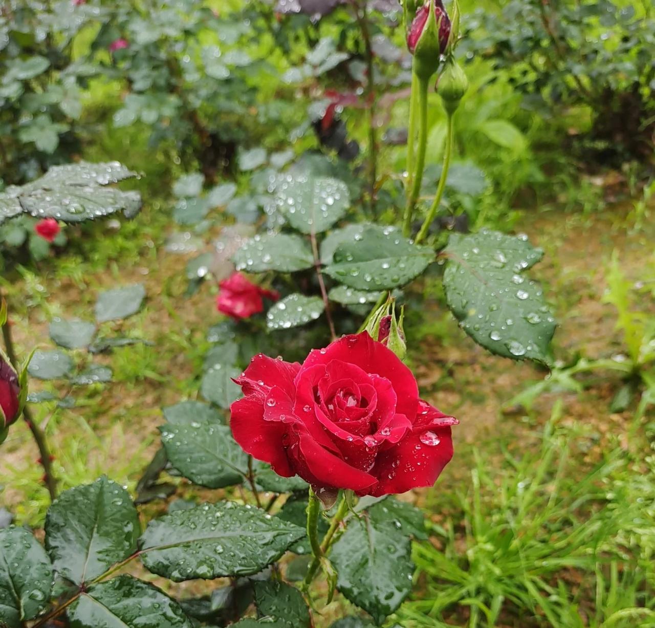 雨后散步撞见这朵盛放的红玫瑰，饱满的花瓣上缀着透亮的水珠，像刚哭过一场却依然倔强
