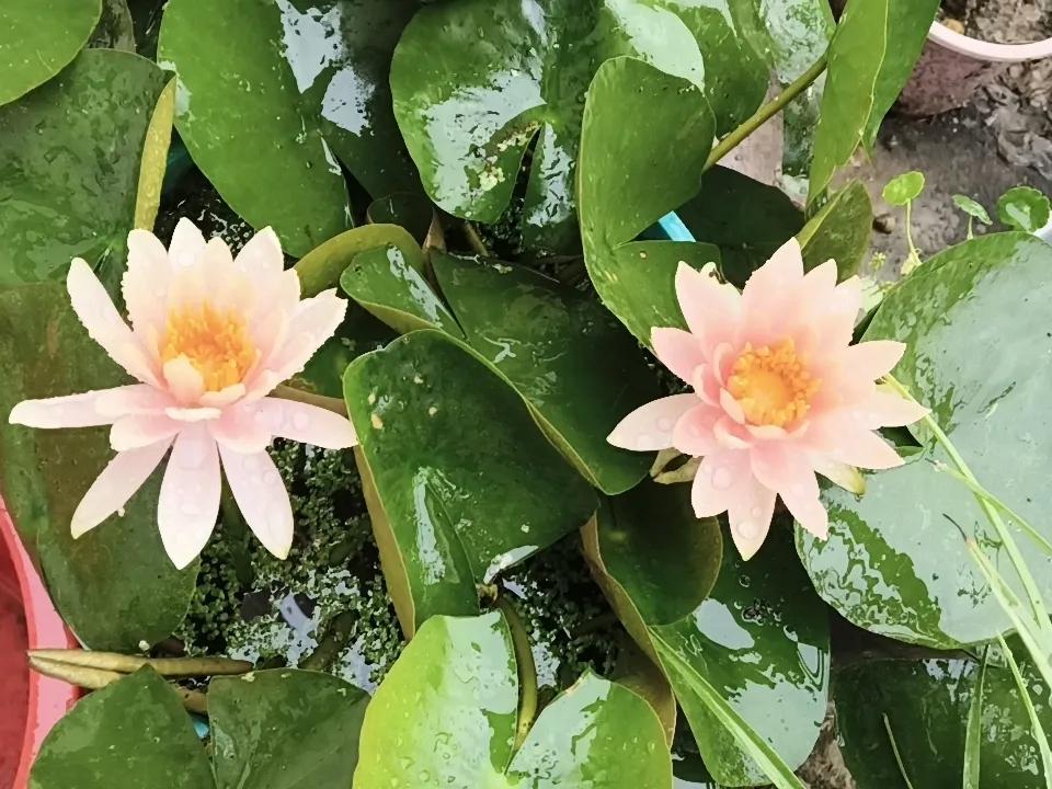 雨中睡莲，花开两朵，仿佛鸳鸯，池中戏水