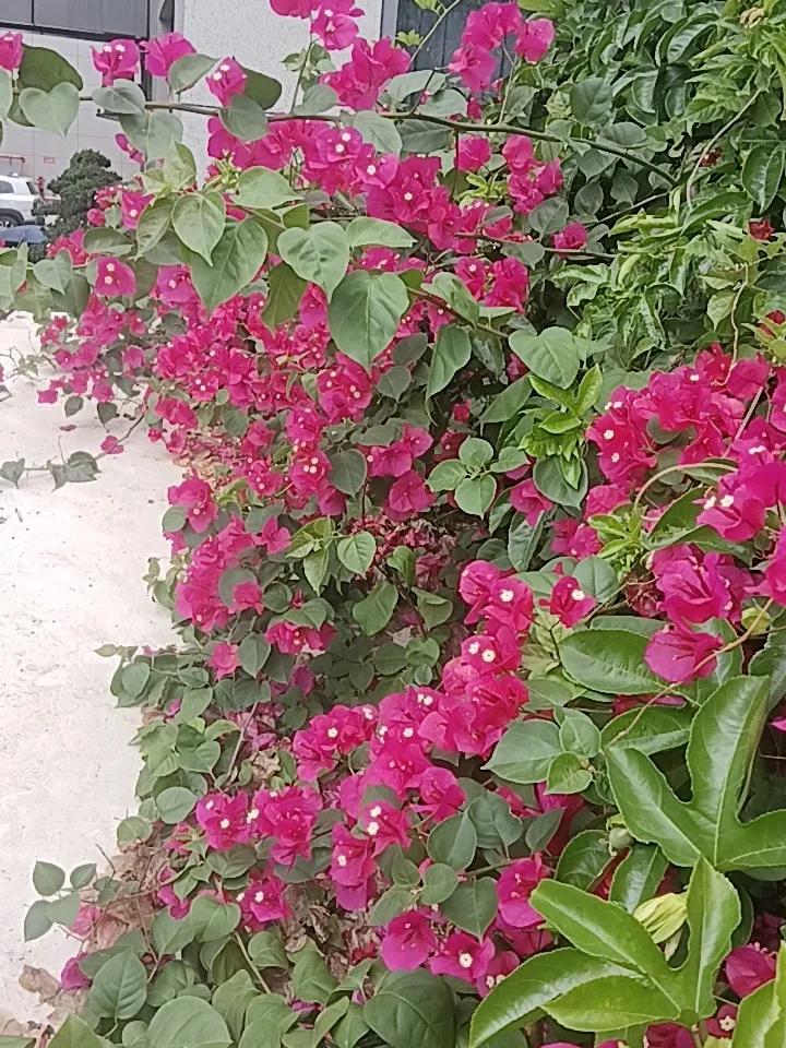 绚烂三角梅盛开，粉嫩绽放，生机勃勃！🌸🌺🌸