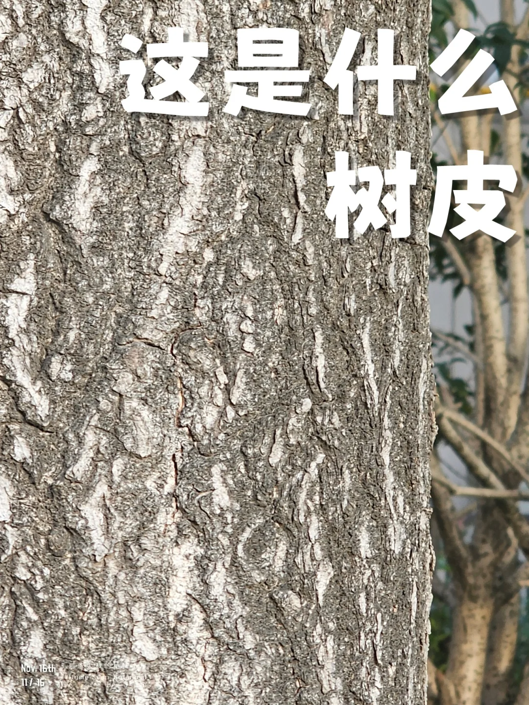 🍃聆听的树皮，遇上你喜欢的大树（五）