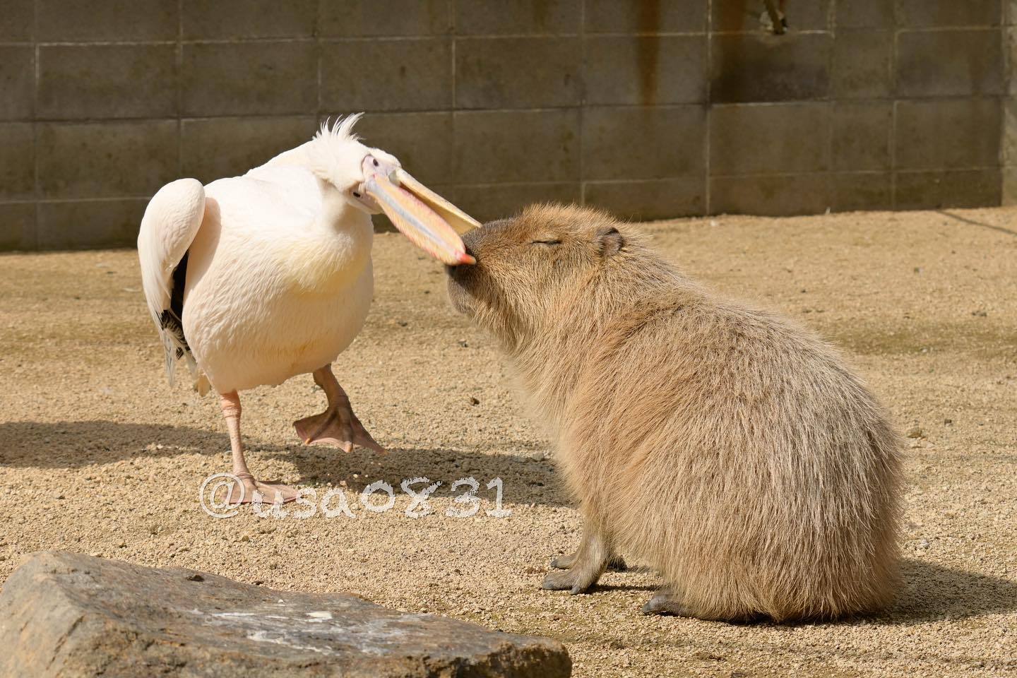 水豚 佛系豚豚写真~~【ins：usa0831_】 