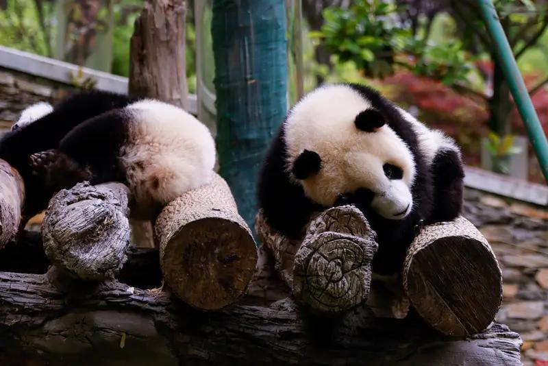 熊猫福宝的宣传牌居然被人恶意破坏了，福宝那么可爱，怎么能对它的宣传牌下这样的狠手