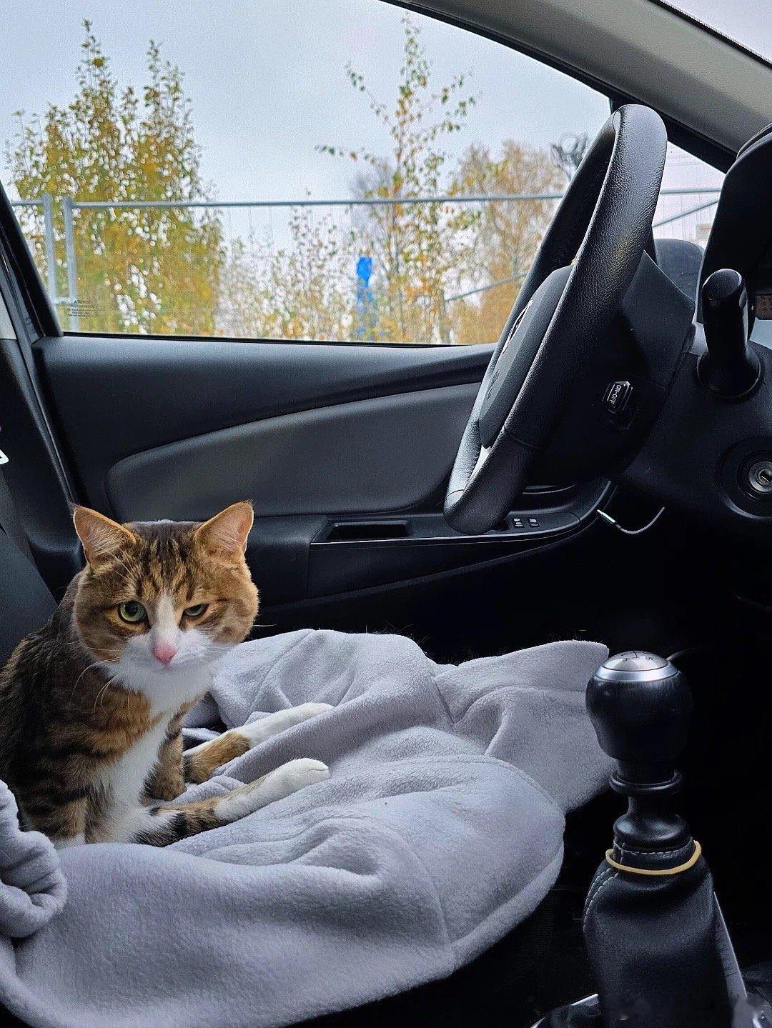 祝贺表情包小猫逃离那个在打仗的地方，通过陆路行驶了约6400公里，在丹麦安新家了