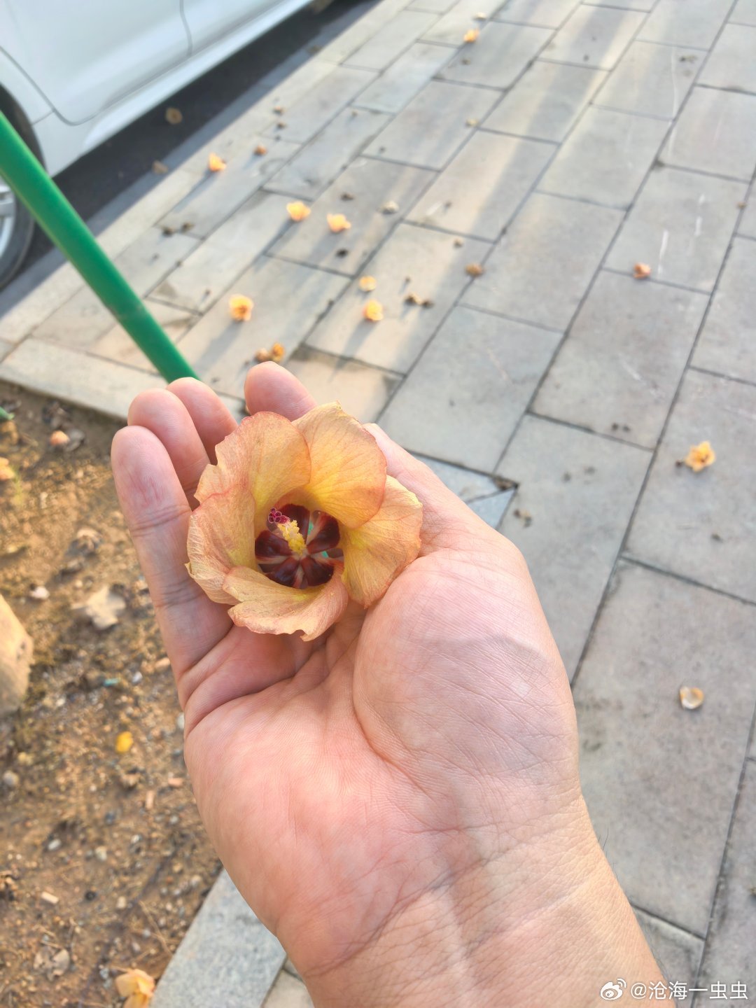 落花无情人有情日常