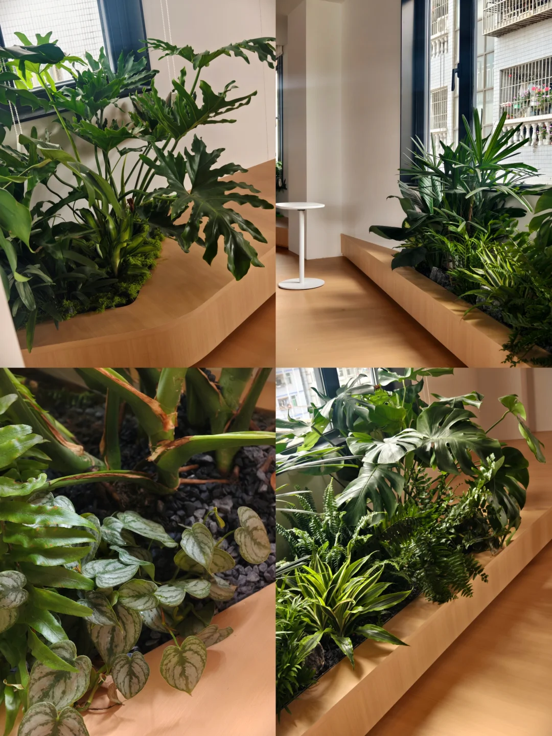 窗边造景｜把自然搬进办公室绿意环绕