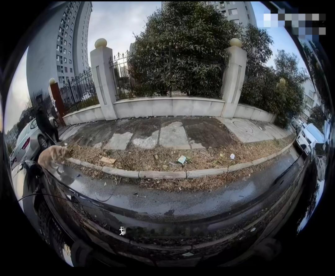 网友刚买新能源汽车被领居阿姨划了，结果全程被哨兵记录下来。问她为什么划车？她说因