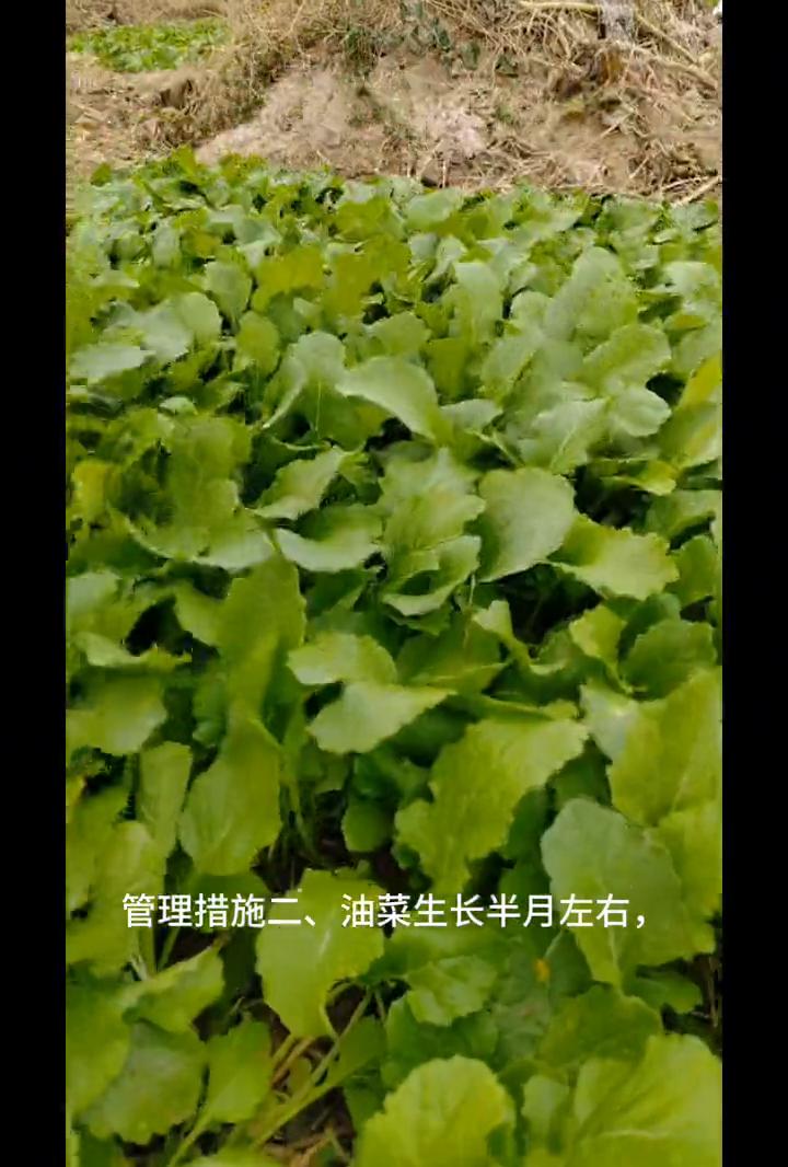 油菜籽十月初播种，越冬生长管理五措施。
油菜籽十月初播种，越冬生长管理至关重要。