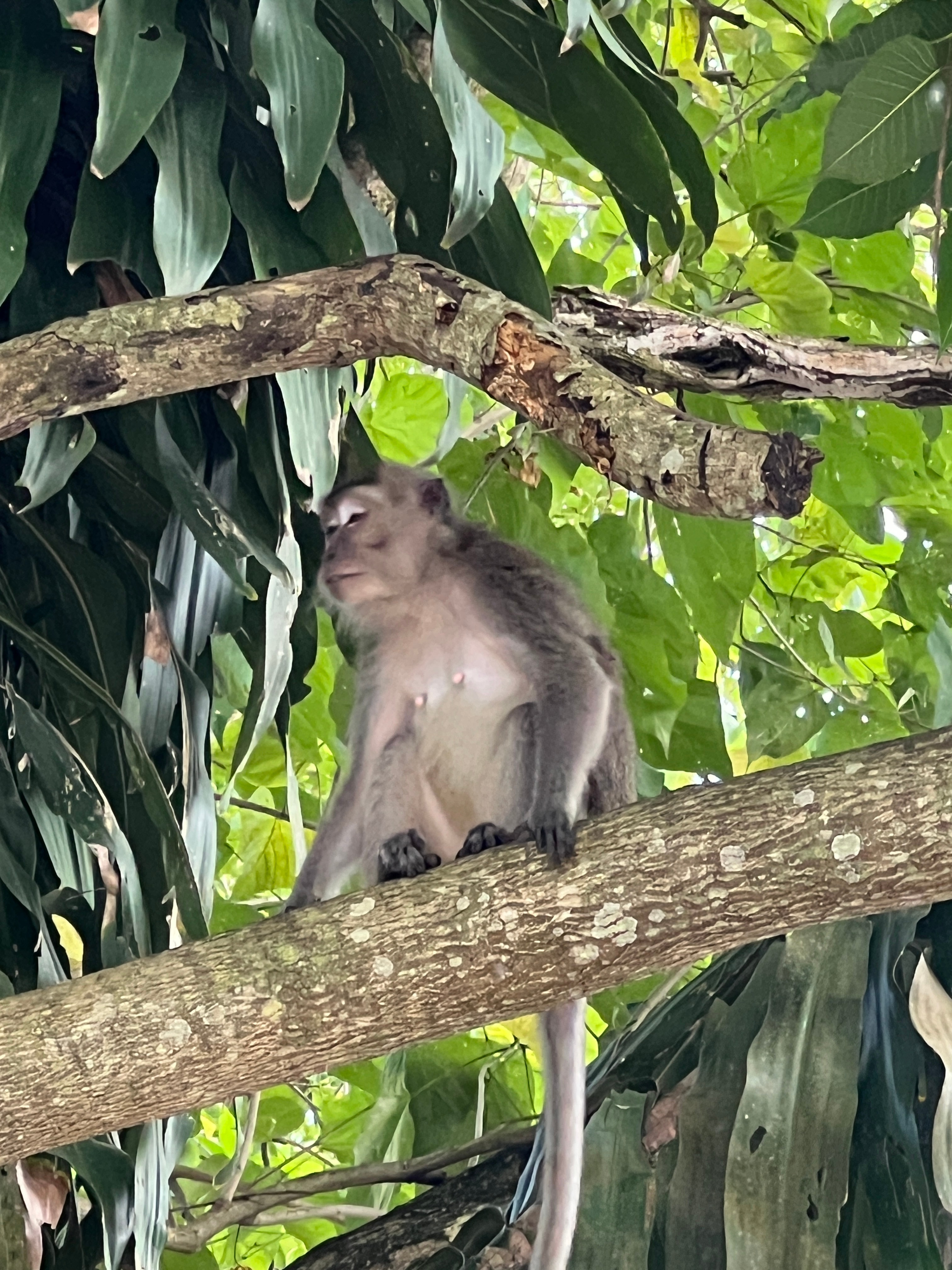 猴：你这13Pro能拍清楚我吗？ 