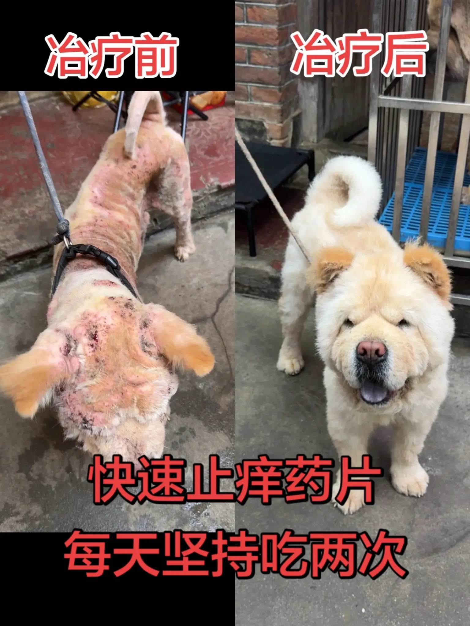 家里狗狗经常这样挠痒痒，一直啃咬自己身体，甚至大面积掉毛，一定要给它吃...