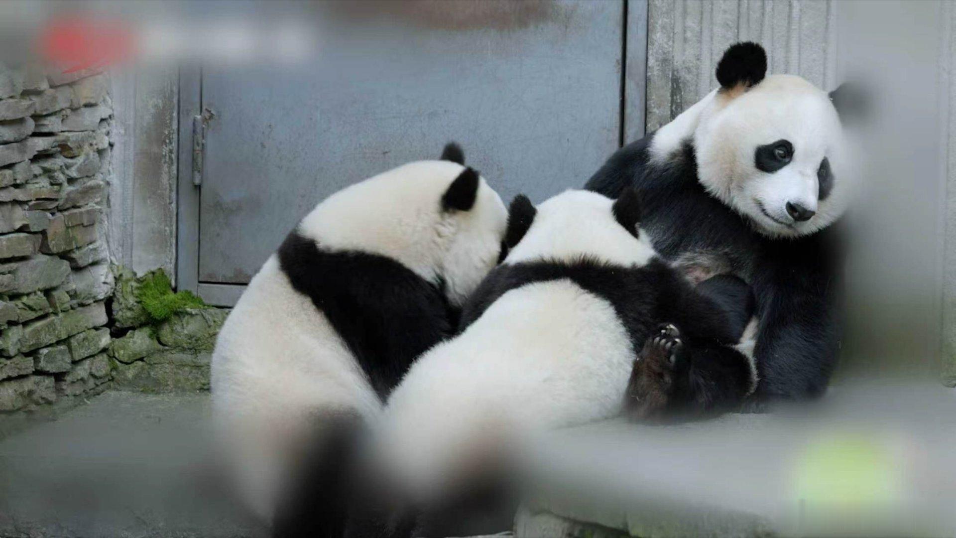 到汶川看超优雅的熊猫福凤 曾经的福凤：抢不到竹子就倒地打滚撒个娇；现在的福凤：双