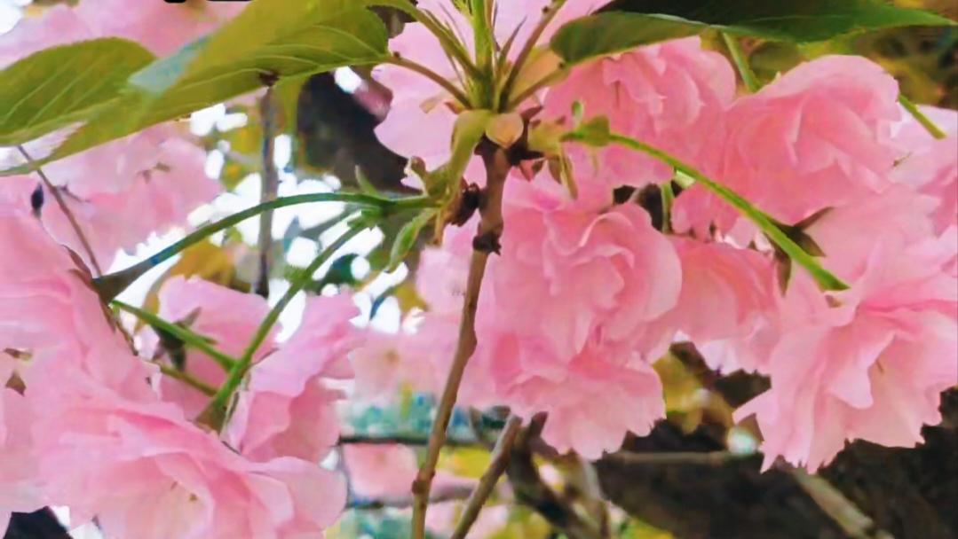 分享一张你拍的樱花照片