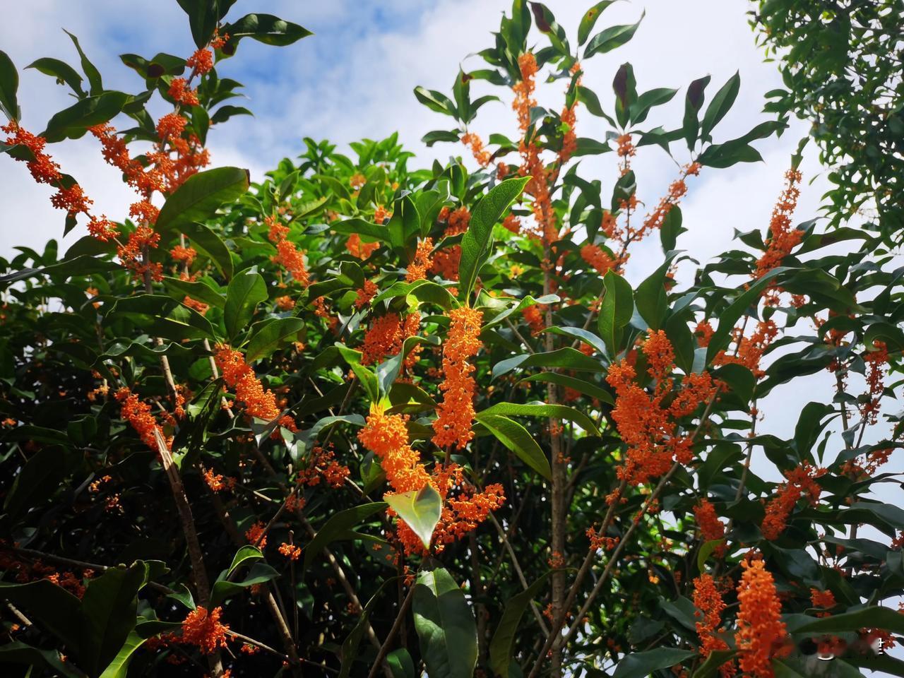 桂花盛开，重庆巴廉寺步道旁的美好瞬间
位于重庆巴南区巴廉寺步道旁的桂花树，金黄色